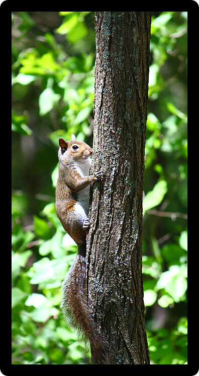 Squirrel climbing a tree at Monte Sano State Park in Alabama.