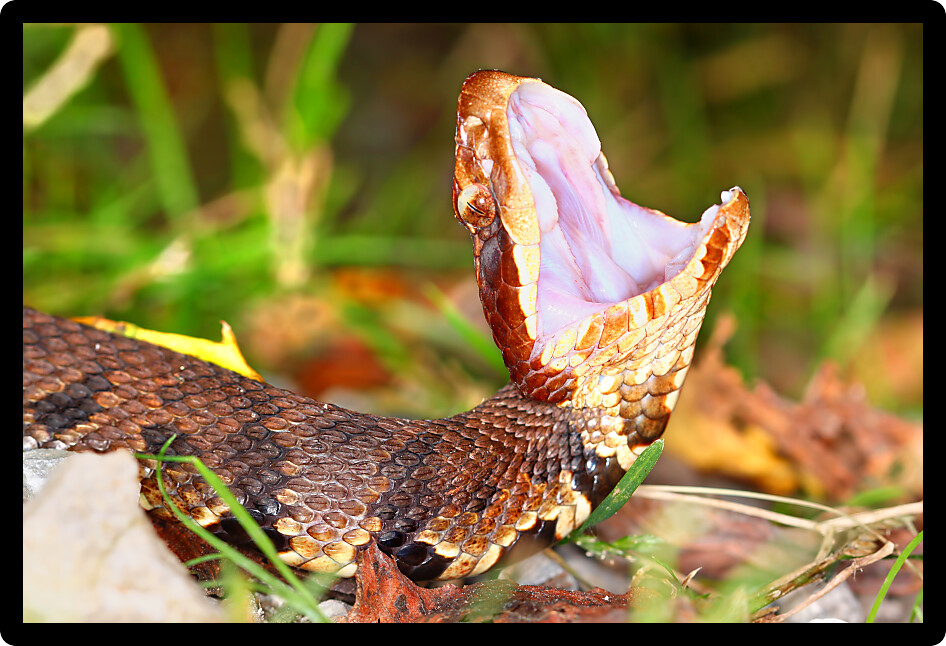 Cottonmouths (Agkistrodon piscivorus) are a common venomous snake species inhabiting wetlands in the southern United States.