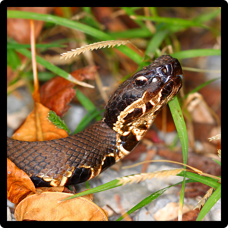 Cottonmouths (Agkistrodon piscivorus) are a common venomous snake species inhabiting wetlands in the southern United States.