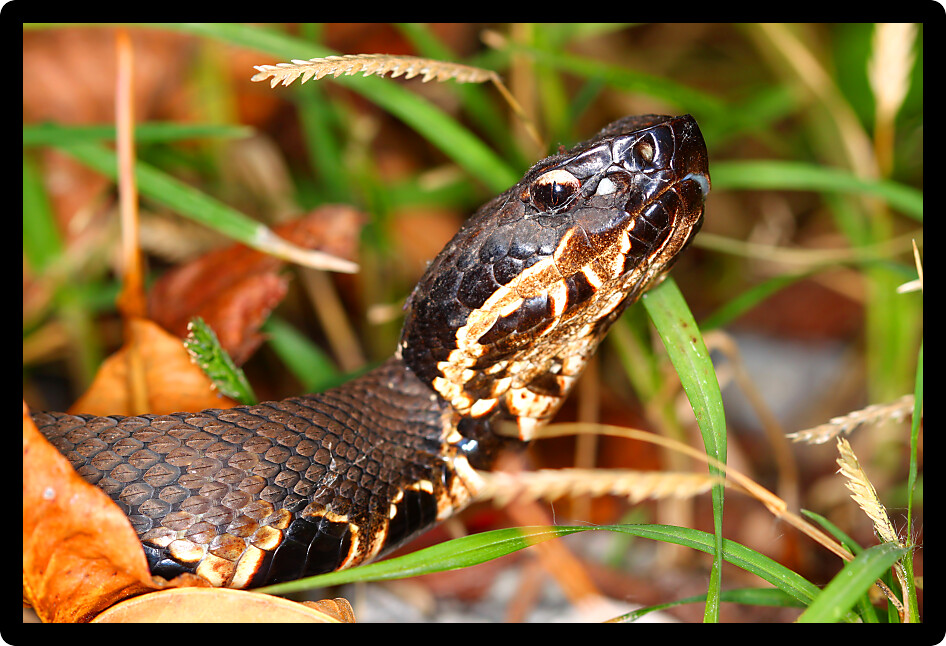 Cottonmouths (Agkistrodon piscivorus) are a common venomous snake species inhabiting wetlands in the southern United States.