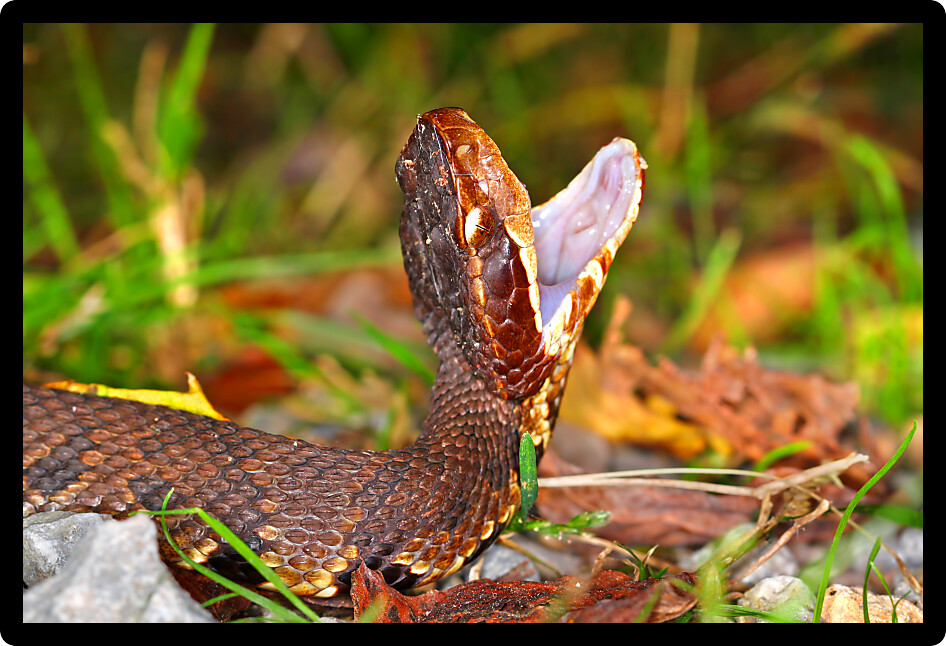 Water moccasins (Agkistrodon piscivorus) are a common venomous snake species inhabiting wetlands in the southern United States.