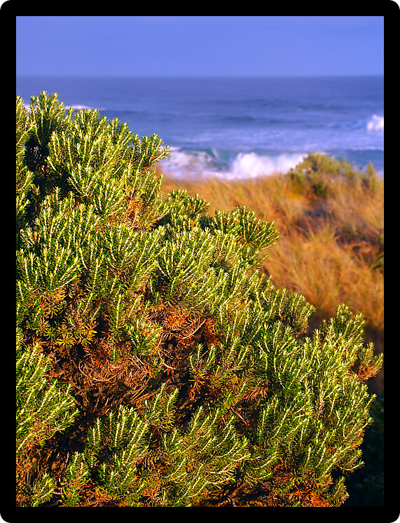Beautiful coastline along the Pacific coastline of Warrnambool Australia.