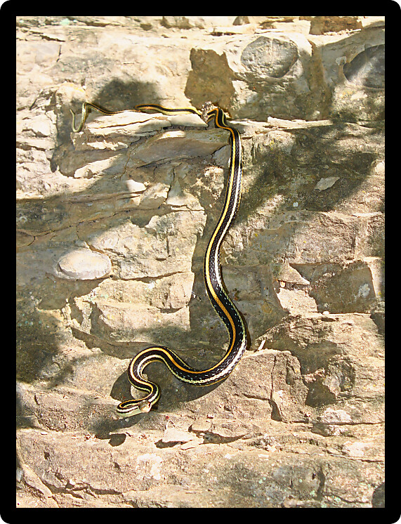 Western Ribbon Snake (Thamnophis proximus) hanging on a rock ledge in Illinois.