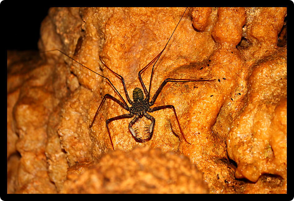 Whip Scorpion in the Guajataca Forest Reserve in Puerto Rico.