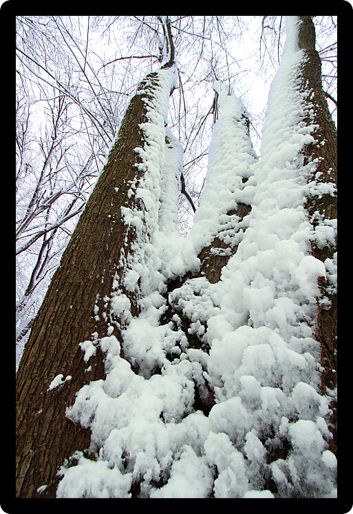 Snow clings to forest trees at Rock Cut State Park in Illinois.