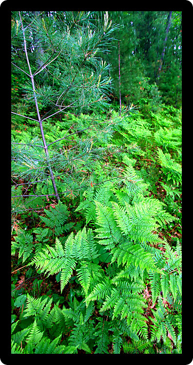 Ferns grow in the understory of a vivid green northwoods forest in Wisconsin.