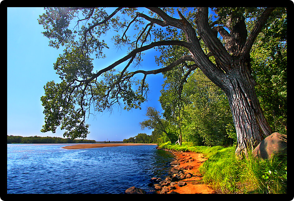 Spreading branches of an old oak tree along the Wisconsin River in Portage.