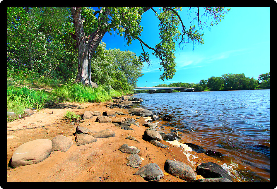 Spreading branches of an old oak tree along the Wisconsin River in Portage.