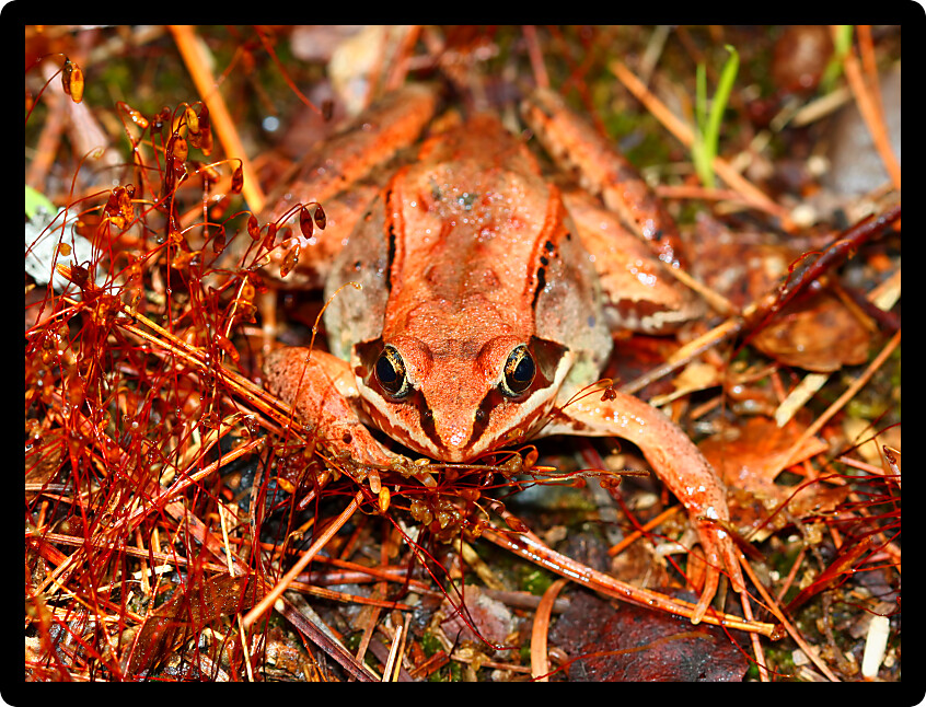 Wood Frogs (Rana sylvatica) are adapted to handle cold temperatures and occur throughout northern North America.