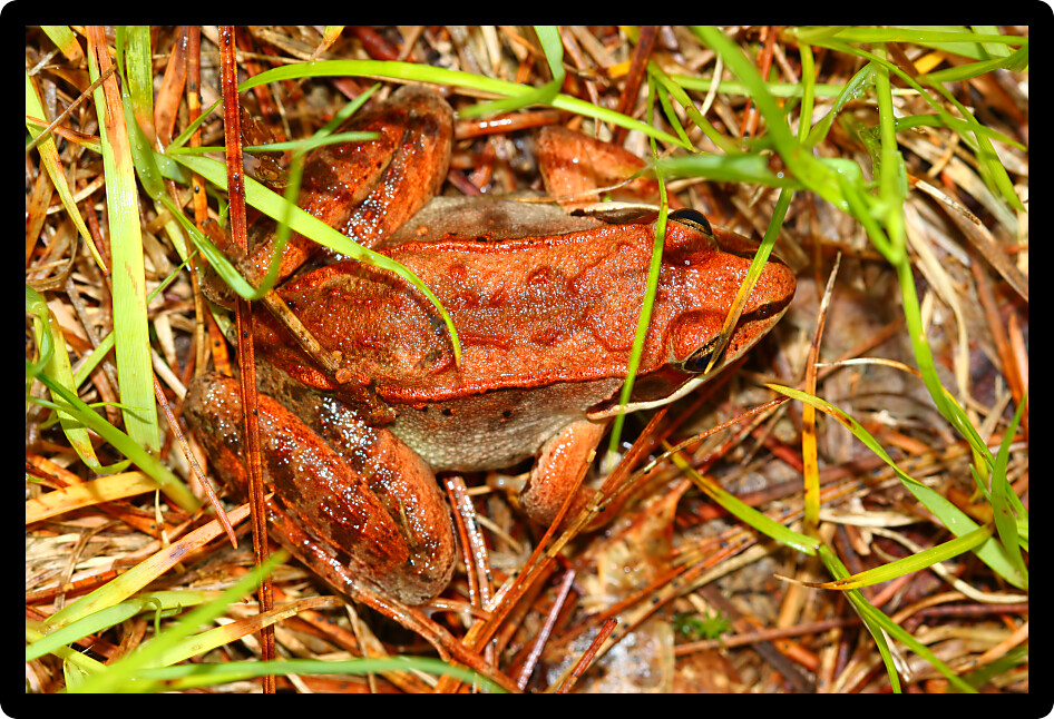Wood Frogs (Rana sylvatica) are adapted to handle cold temperatures and occur throughout northern North America.