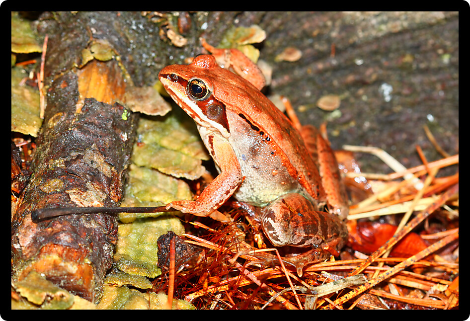 Wood Frog (Rana sylvatica) in the northwoods of Wisconsin.