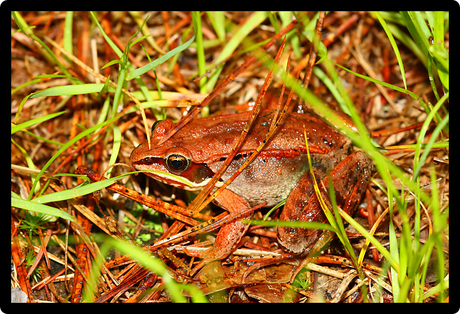 Wood Frog (Rana sylvatica) in the northwoods of Wisconsin.