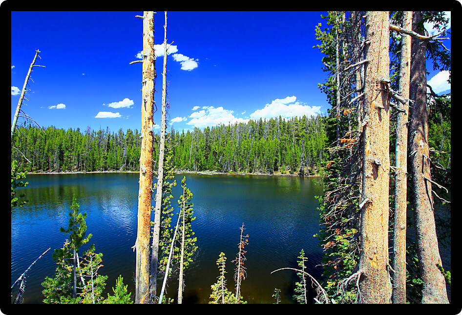 Summer view of the Scaup Lake shoreline at Yellowstone National Park.