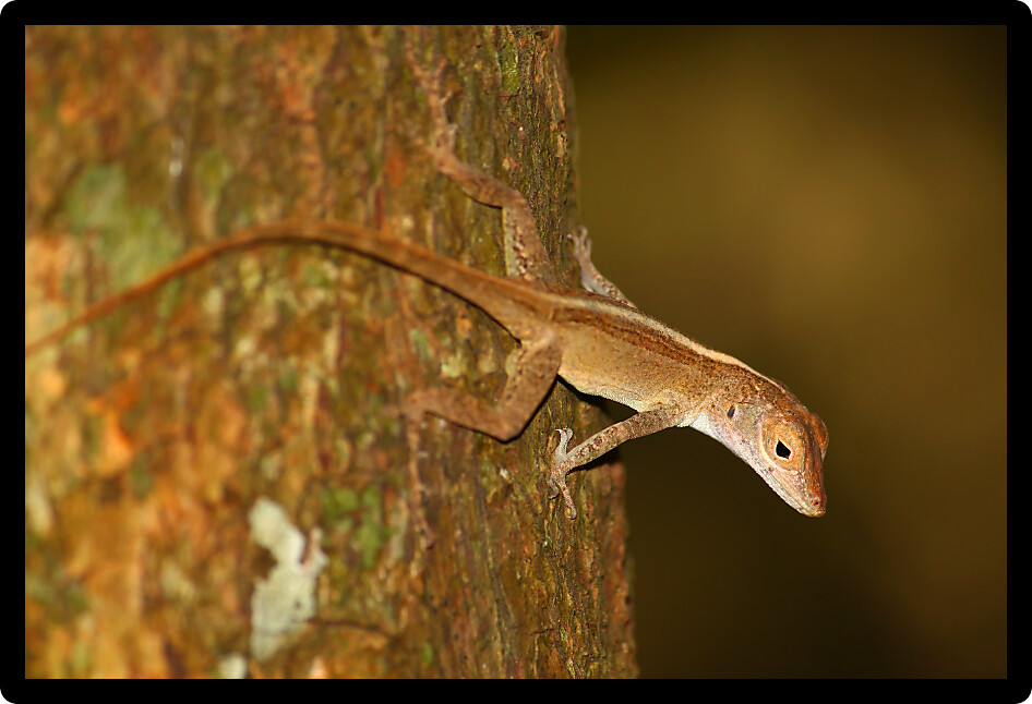 Anoles are common in the forests of Virgin Islands National Park on Saint John.