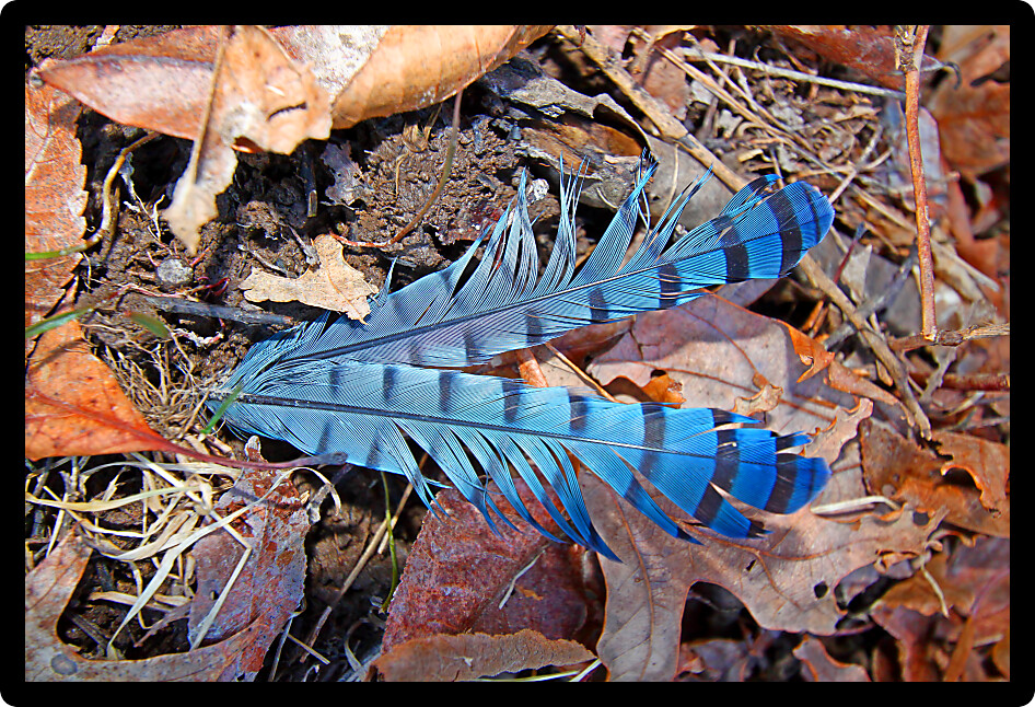 Bright Blue Jay feathers fallen on the forest floor in Illinois.