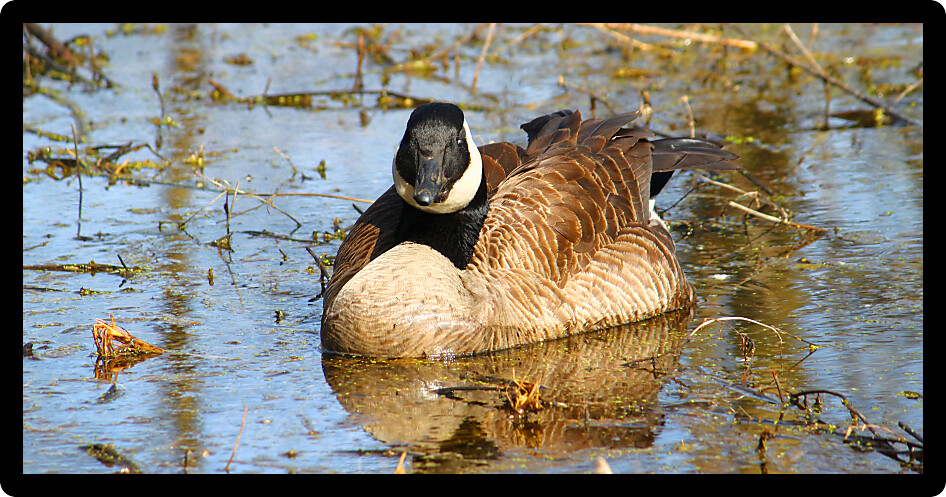 Canada Goose (Branta canadensis) in an Illinois forest.