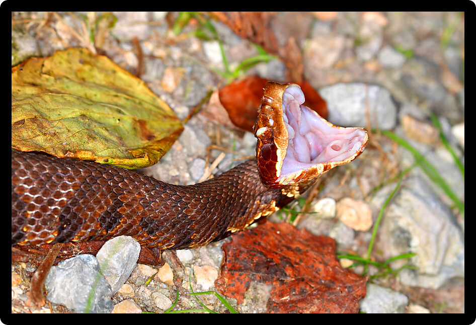 Cottonmouth (Agkistrodon piscivorus) Snake exhibiting defensive behavior.