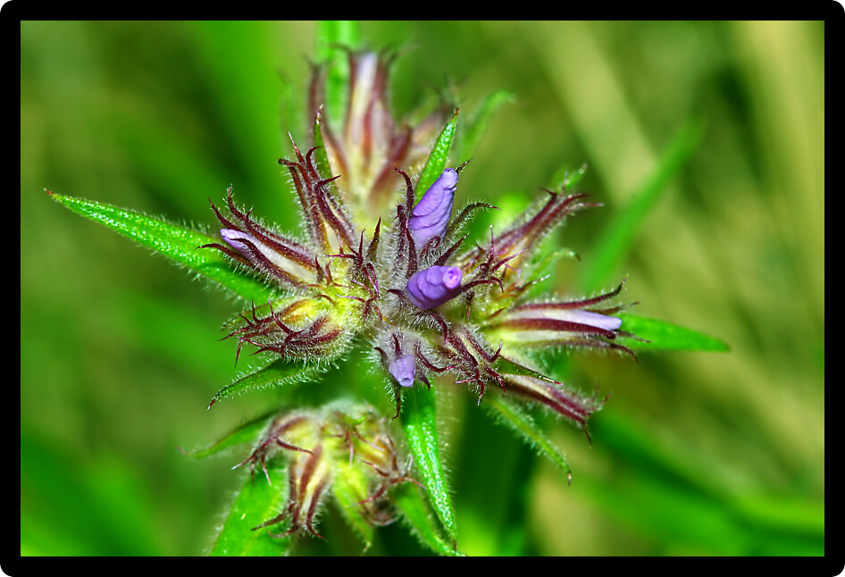 Downy Phlox (Phlox pilosa) is a perennial flower native to North America.