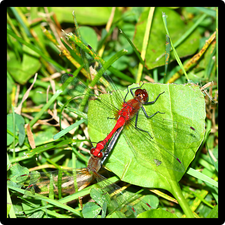 White-faced Meadowhawk (Sympetrum obtrusum) Dragonflies can be found near lakes and ponds in the northern United States.
