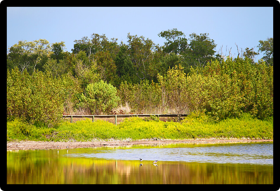 Nature trail boardwalk around Eco Pond at Everglades National Park in Florida.