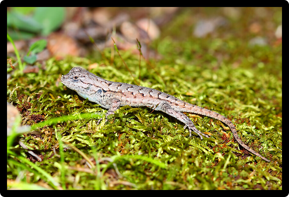 Fence Lizard (Sceloporus undulatus) a forest environment of southern Illinois.