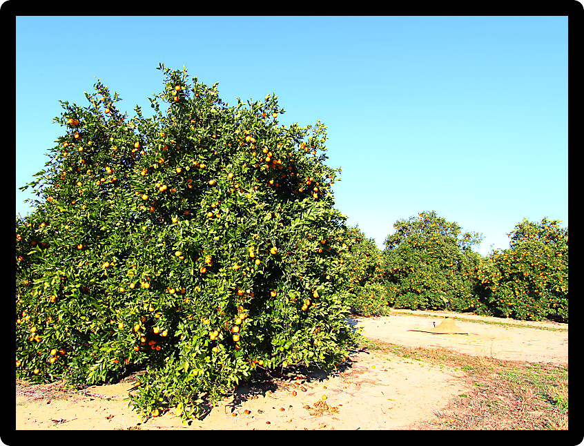 Florida is a major producer of oranges in the United States.