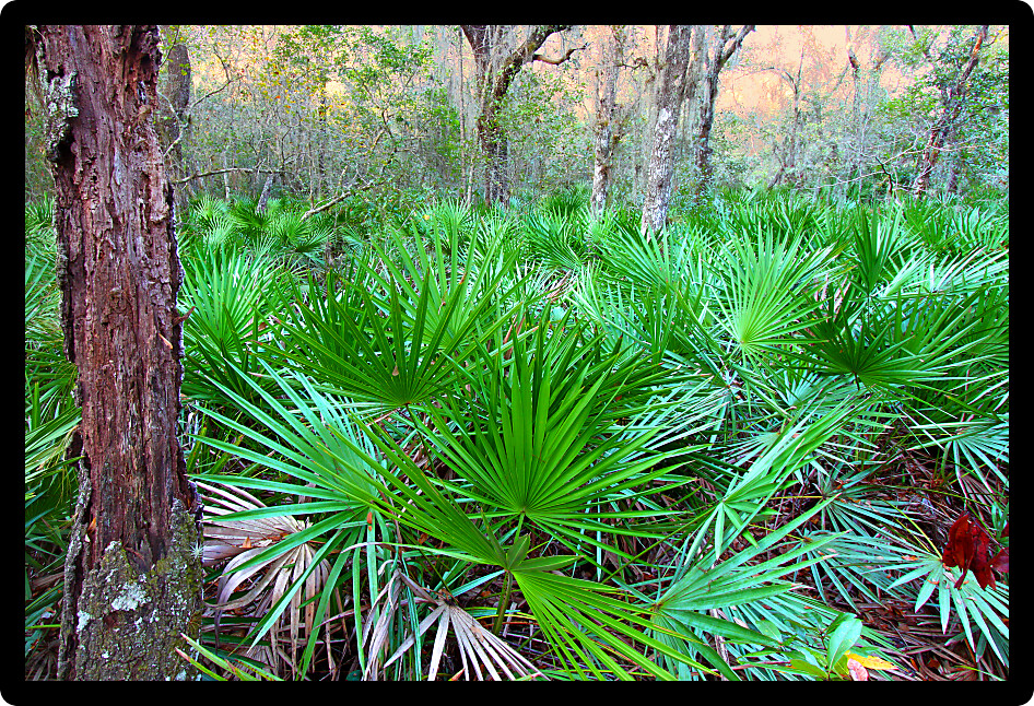 Dense Saw Palmetto growing throughout the landscape of central Florida.