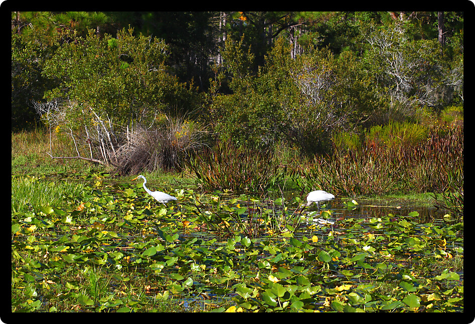 Wading brids feed in wetland vegetation in central Florida.
