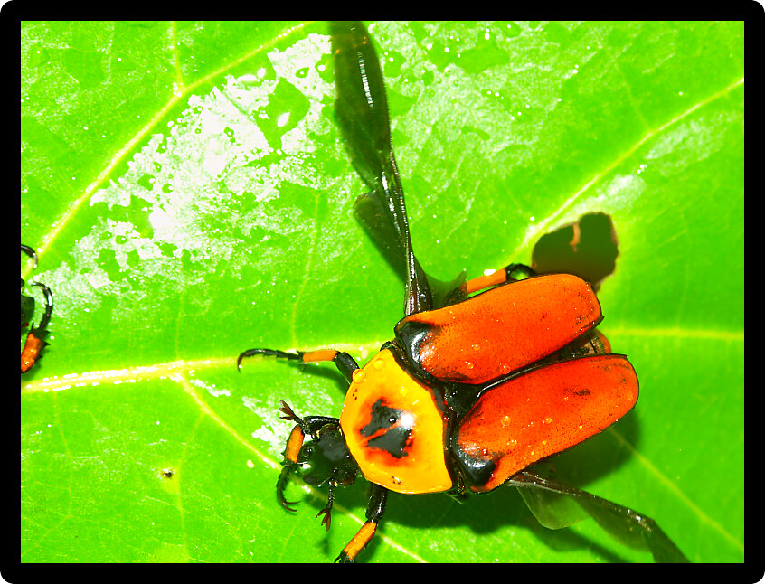 Bright orange Flower Beetle takes flight in Queensland Australia.