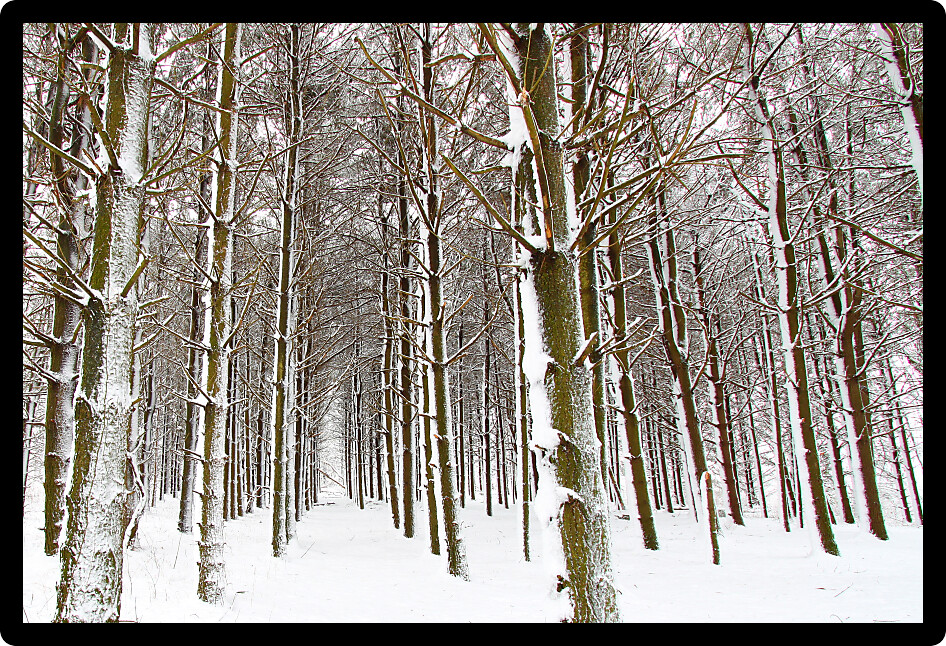 Freshly fallen snow covers everything in a northern Illinois forest.