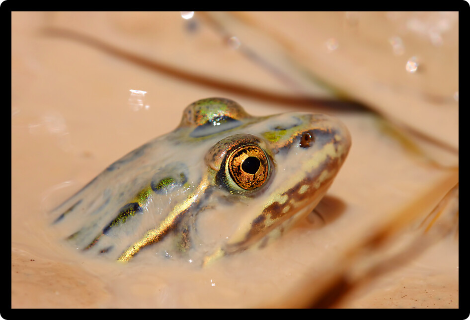 Northern Leopard Frog in a muddy pool of Badlands National Park.
