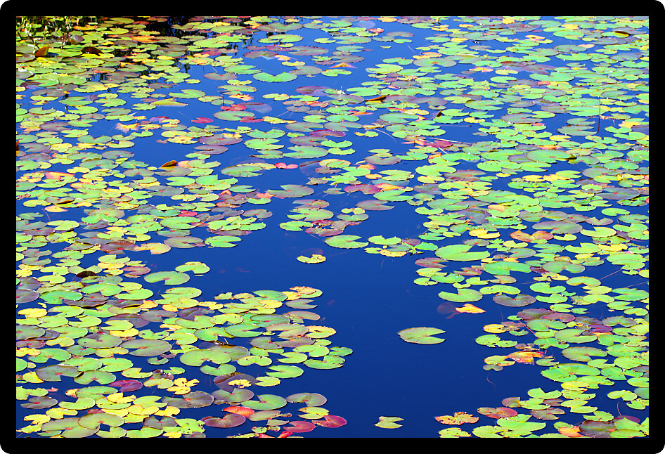 Lily Pads form a beautiful mosaic of color on the waters of Mabel Lake in northwoods Wisconsin.