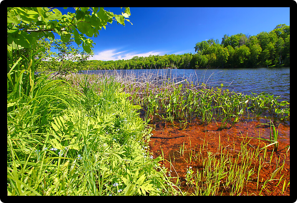 Shoreline landscape at Little Horsehead Lake on a summer day in northwoods Wisconsin.