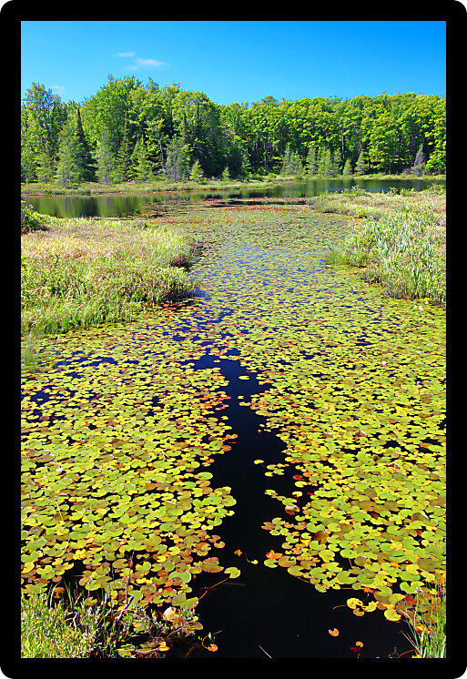 Dense floating vegetation dominates the landscape of Mabel Lake in Northwoods Wisconsin.