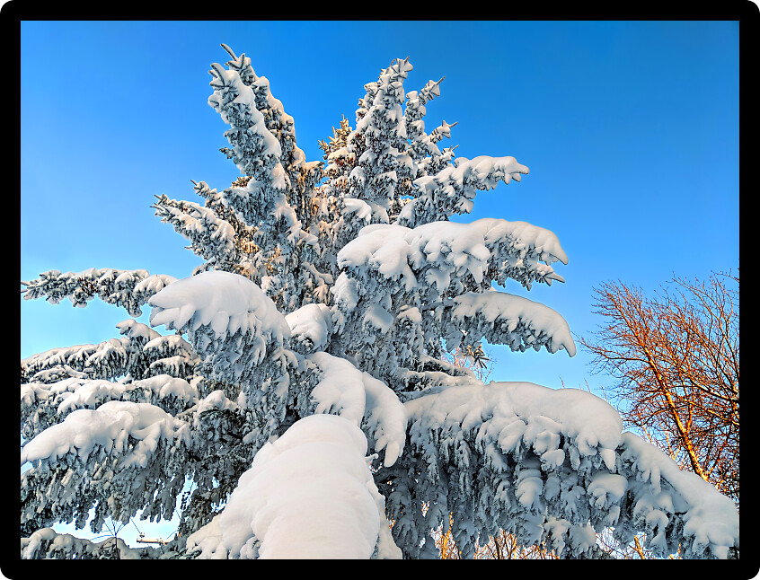 Beautiful snow covered pine tree in the Upper Peninsula of Michigan.