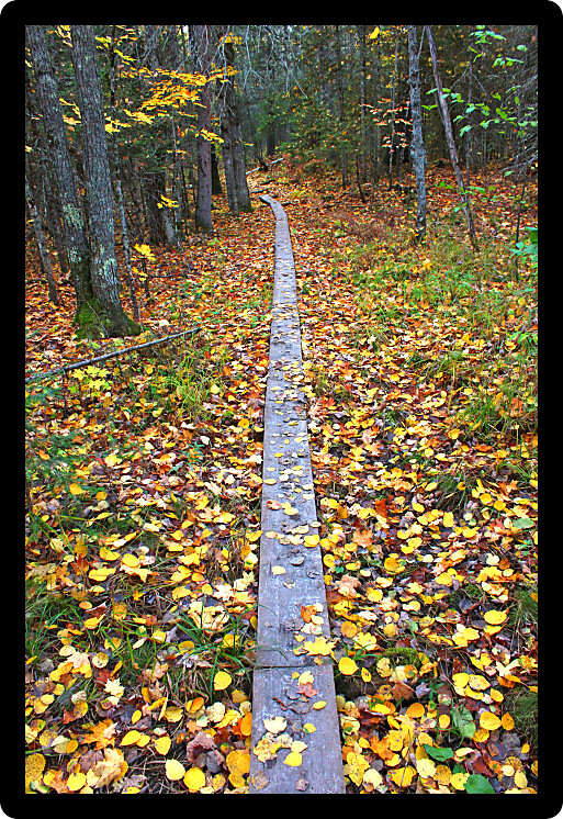 Scenic boardwalk on the North Country Trail in Ontonagon County Michigan.