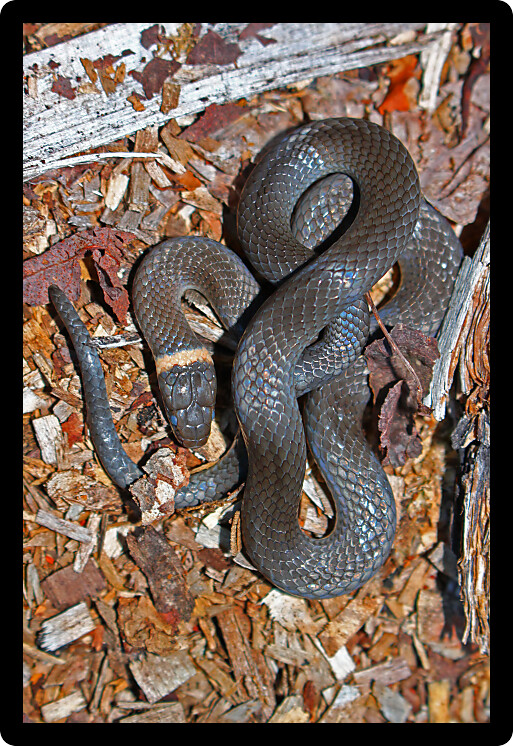 Northern Ringneck Snake (Diadophis punctatus edwardsii) in forests of Upper Peninsula Michigan.