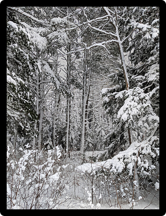 Northwoods winter wonderland in the Upper Peninsula of Michigan.