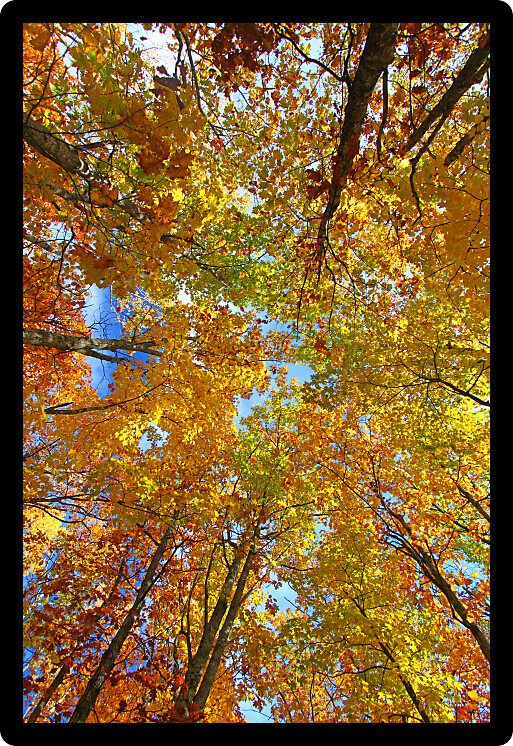 Beautiful autumn foliage along the Escarpment Trail of Porcupine Mountains Wilderness State Park in Michigan.