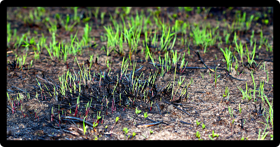Prescribed burns help control invasive species and recycle nutrients in prairie ecosystems such as this one in Champaign County Illinois.
