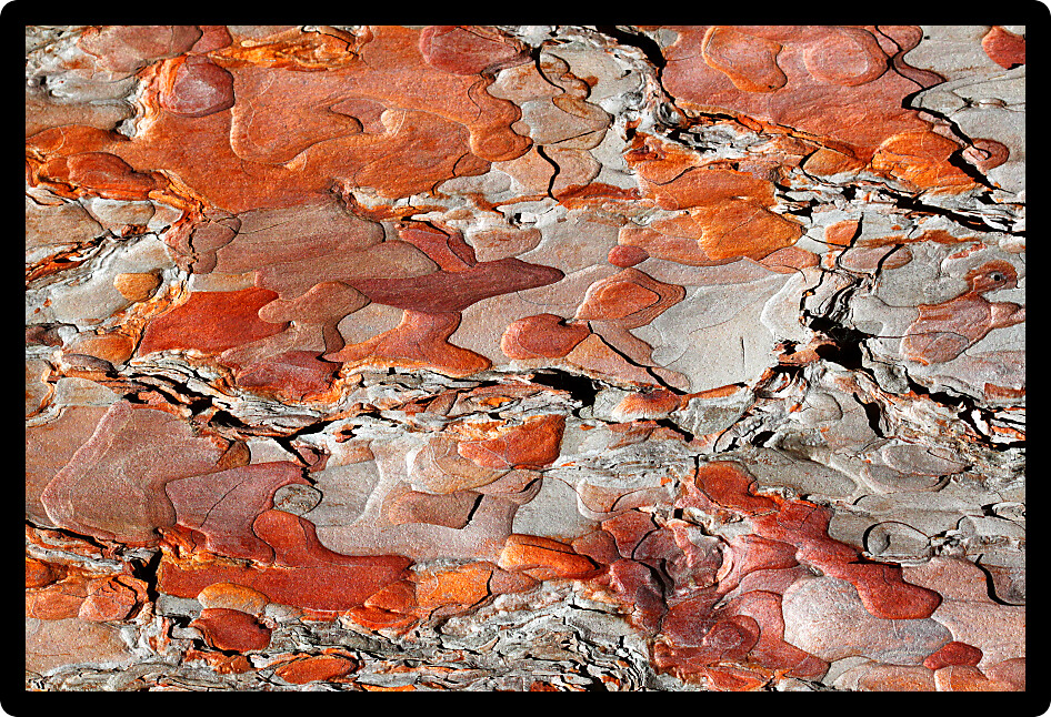Colorful flaky orange bark of a Red Pine (Pinus resinosa) Tree in the Northern Highland-American Legion State Forest of Wisconsin.