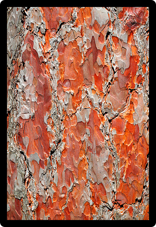 Colorful flaky orange bark of a Red Pine (Pinus resinosa) Tree in the Northern Highland-American Legion State Forest of Wisconsin.