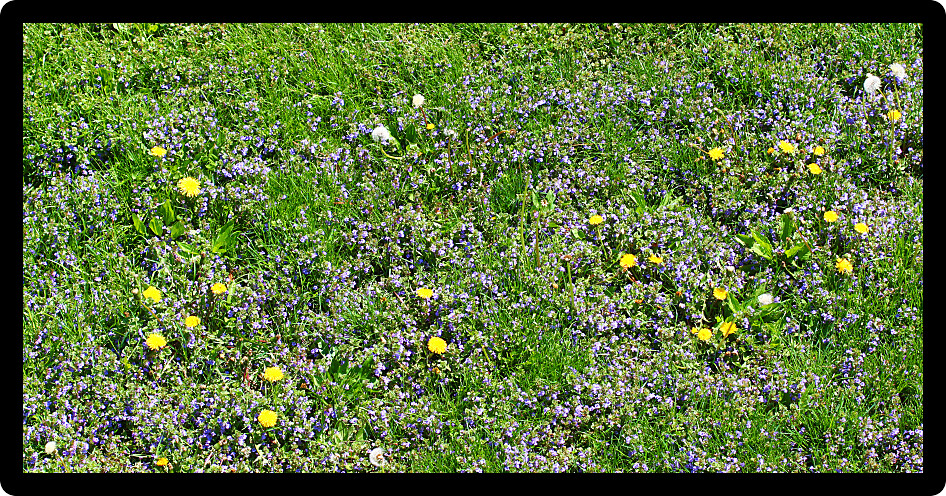 Residential lawn with dandelions and other weeds growing out of control.
