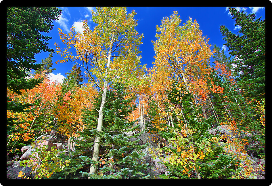 Beautiful fall colors highlight the forests of Rocky Mountain National Park in Colorado.