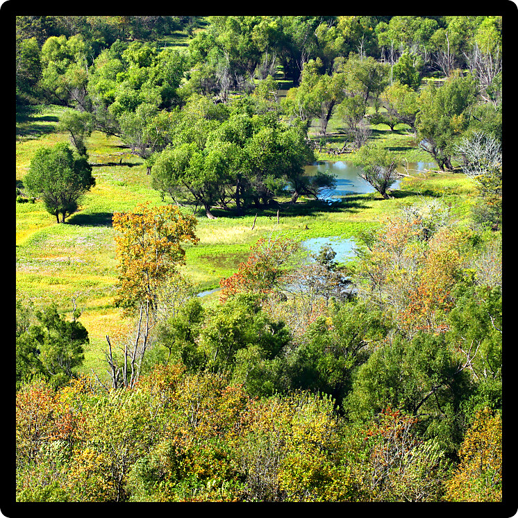 Wetland landscape in the Shawnee National Forest of southern Illinois.