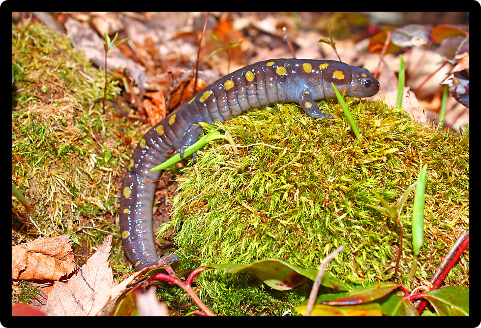Spotted Salamander (Ambystoma maculatum) near a small pond in northern Michigan.