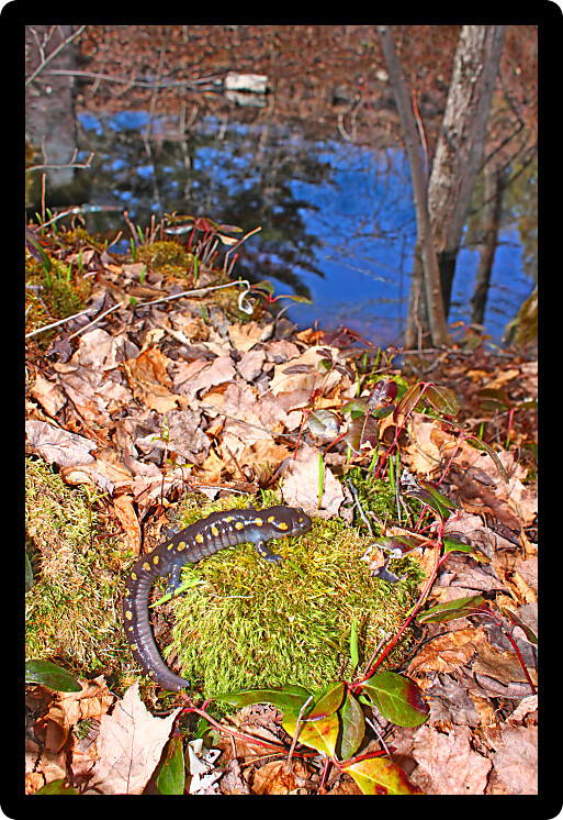 Spotted Salamander (Ambystoma maculatum) by a woodland pond in Michigan.