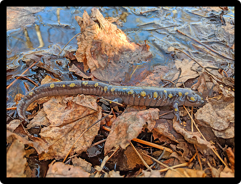 Spotted Salamander (Ambystoma maculatum) near a small pond in Michigan.