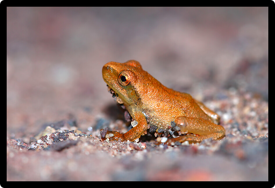 Recently metamorphed Spring Peeper (Pseudacris crucifer) in upper Michigan.