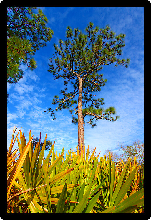 Pine flatwoods and saw palmetto landscape at central Florida on a sunny day.